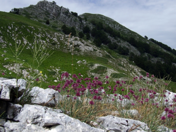 Allium sphaerocephalon